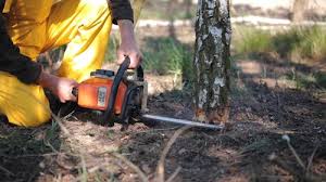 Trusted Elizabethville, PA Tree Removal and Landscaping Services Experts